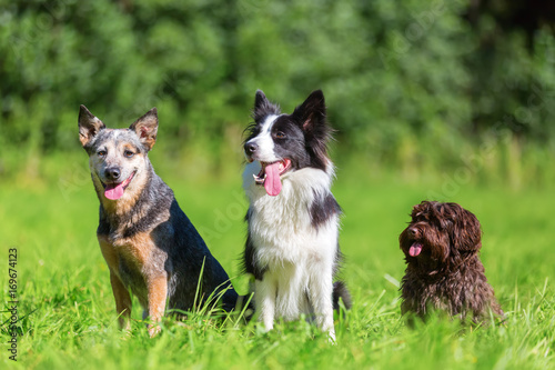 portrait of three different dog breeds sitting on a meadow