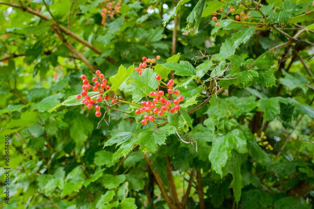 branch of red viburnum in the garden branch of red viburnum in the garden