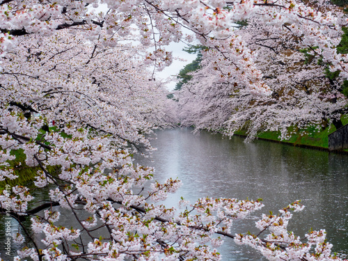 Cherry blossom or Japanese flowering cherry in Japan.