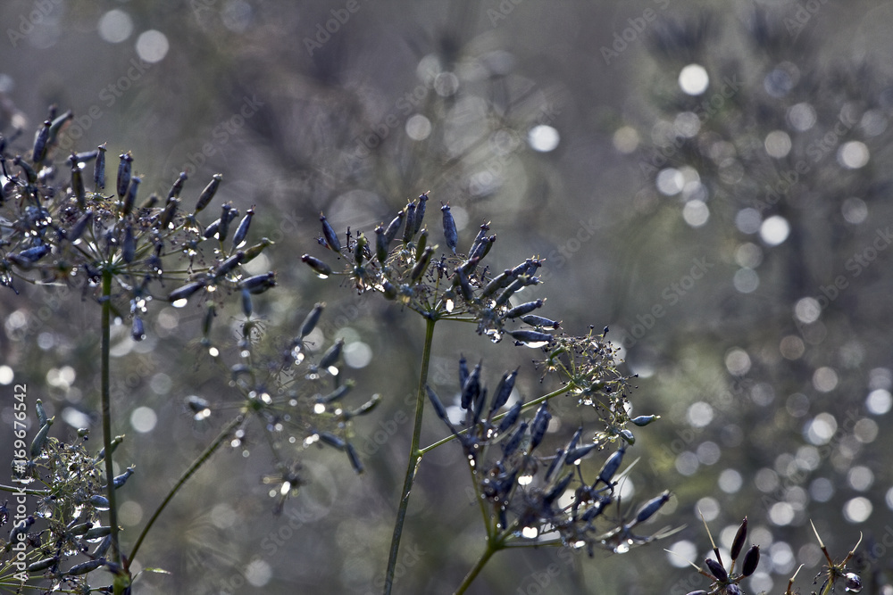 Obraz premium Shiny green flowers and other forest plants