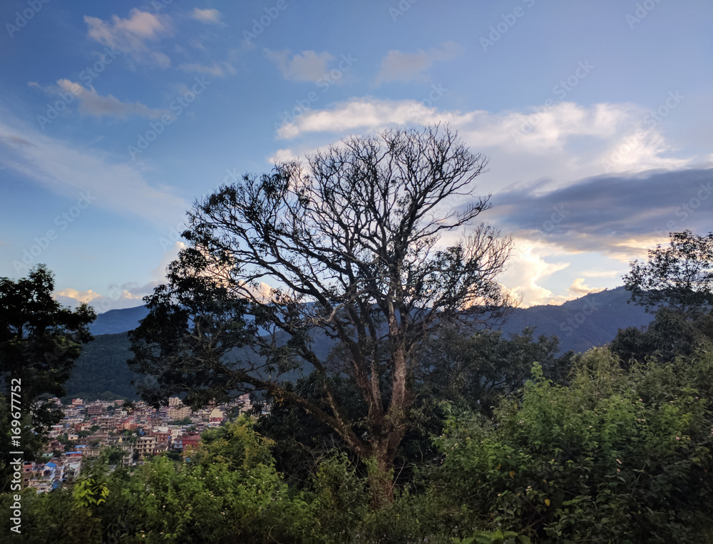 Huge tree and mountain background at sunset, Lakeside, Pokhara, Nepal