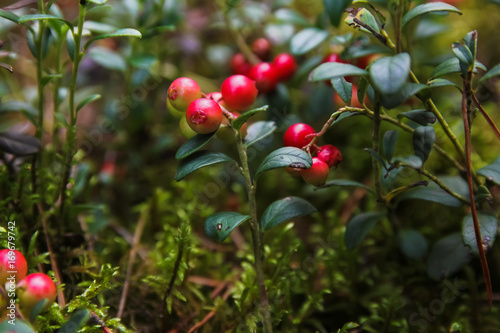 Forest berries cowberry, plants insects in the forest, cranberry jam photo