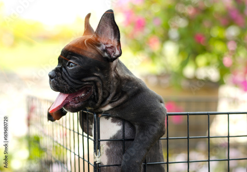 Beautiful happy black dog standing in cage with outdoor park, french bulldog. Soft sunlight.	