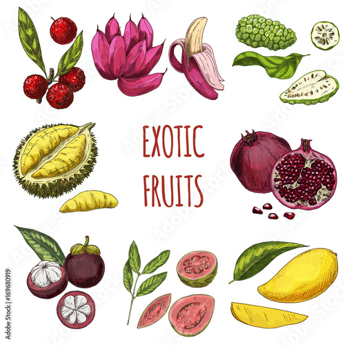 Exotic fruits, vector hand drawn collection.