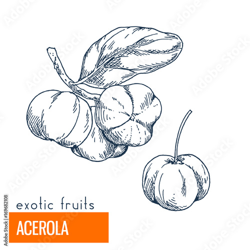Photos Acerola. Hand drawn vector illustration
