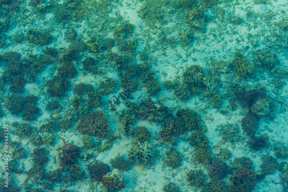 Obraz premium Coral and turquoise blue sea