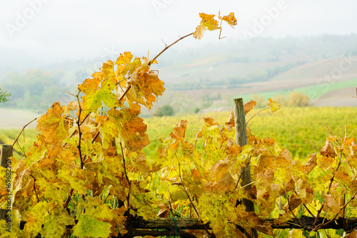 Fototapeta Naklejka Na Ścianę i Meble -  autumn vineyard