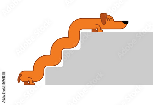 Dachshund and stairs. Long Dog Isolated. gaunt Home Pet