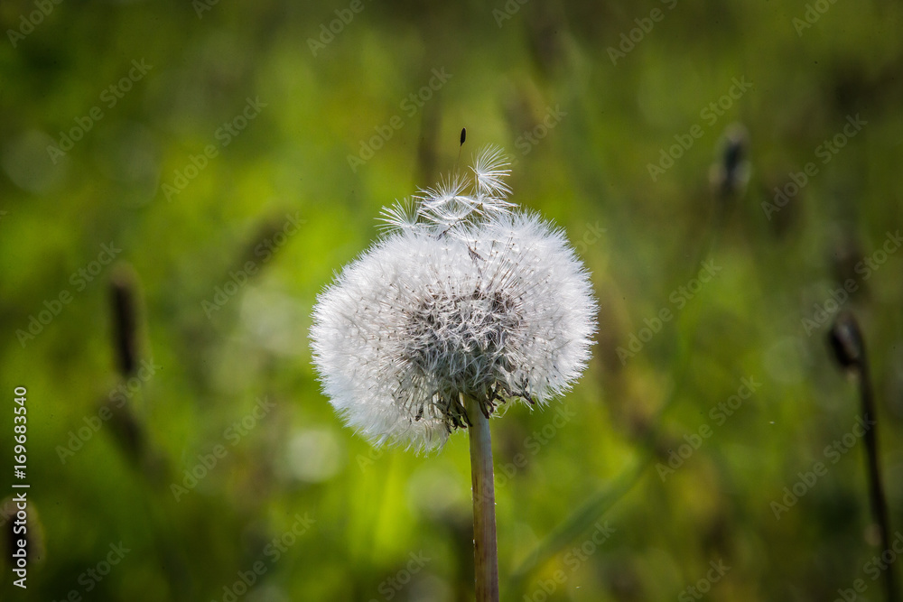 dandelion with seeds