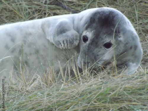 Shy Seal