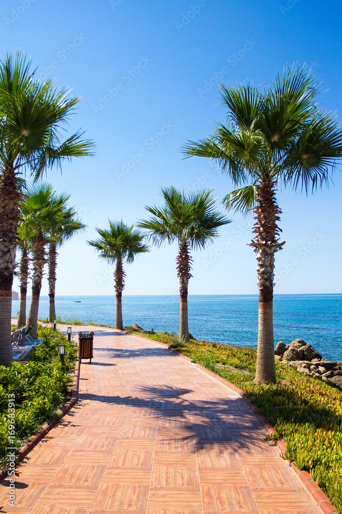 Fototapeta premium summer vacation concept - beautiful palms on the beach