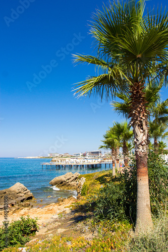 palm trees on rocky beach in Turkey
