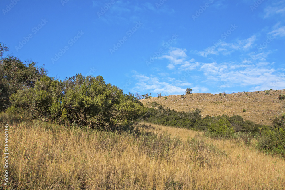 Rural Dry Winter Vegetation  Blue Cloudy Sky Wilderness Landscape