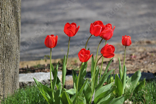 Red Tulips in Bloom