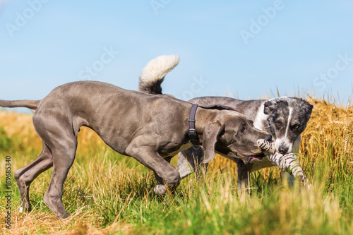 Great Dane puppy and an Australian Shepherd playing on a country path