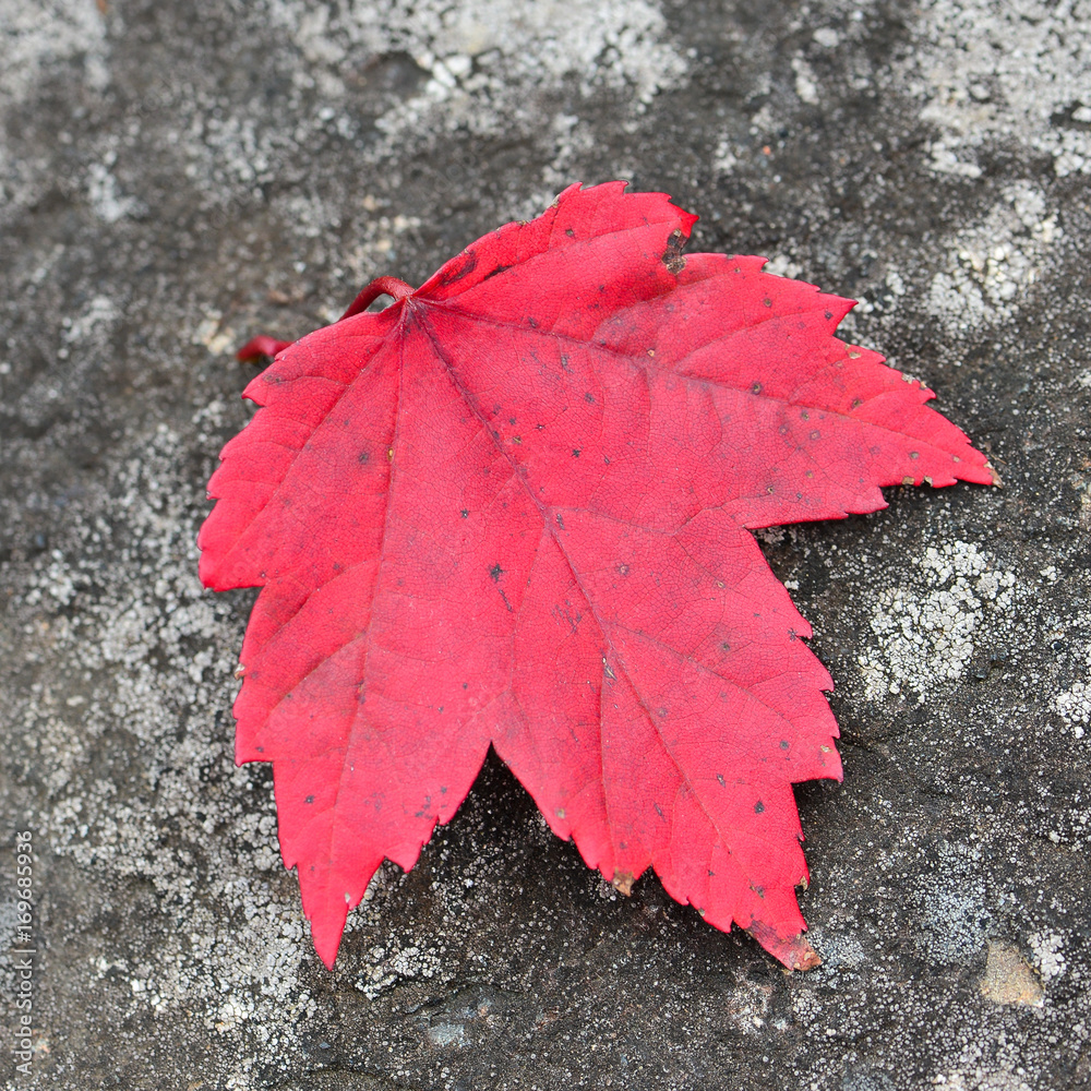 Red fallen maple leaf on a lichen covered rock