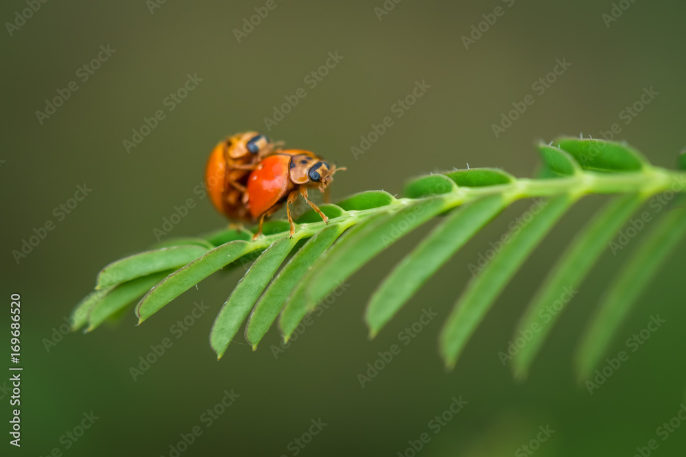 Fototapeta premium Beautyful ladybug on a colored leaf