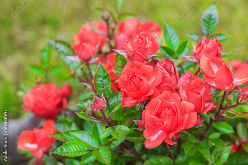 Bush of red roses on lawn