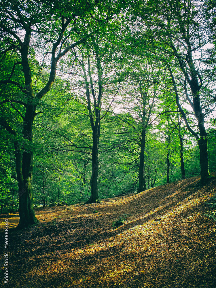 Naklejka premium forest clearing in sloping hilly woodland with summer beech trees and dappled sunlight
