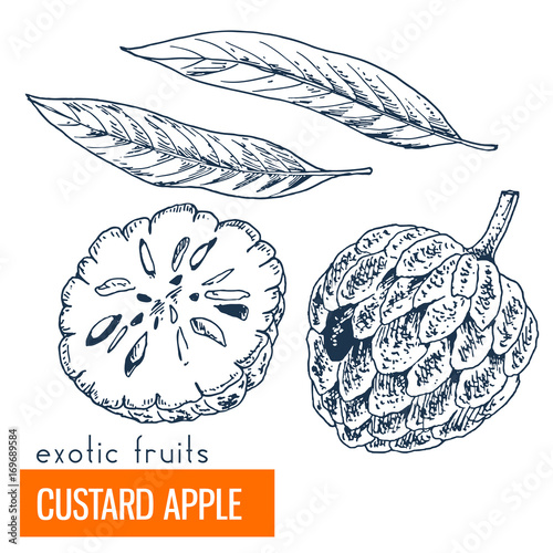 Custard apple. Hand drawn vector illustration