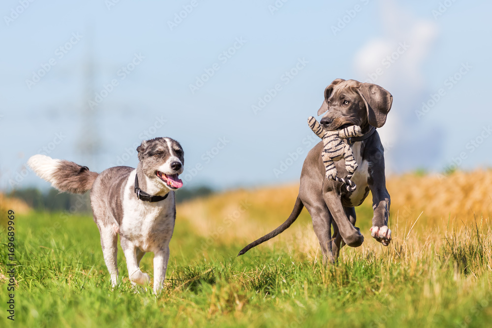 Great Dane puppy and an Australian Shepherd running on a country path