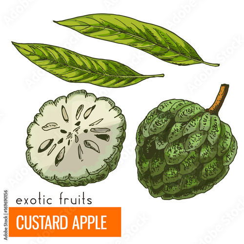 Custard apple. Color vector illustration.