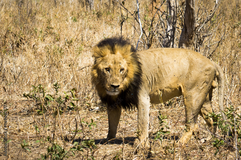 Fotografie Lion near a killing