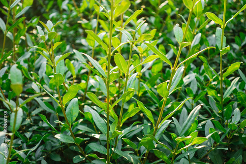 green leaves on small branches in a bush