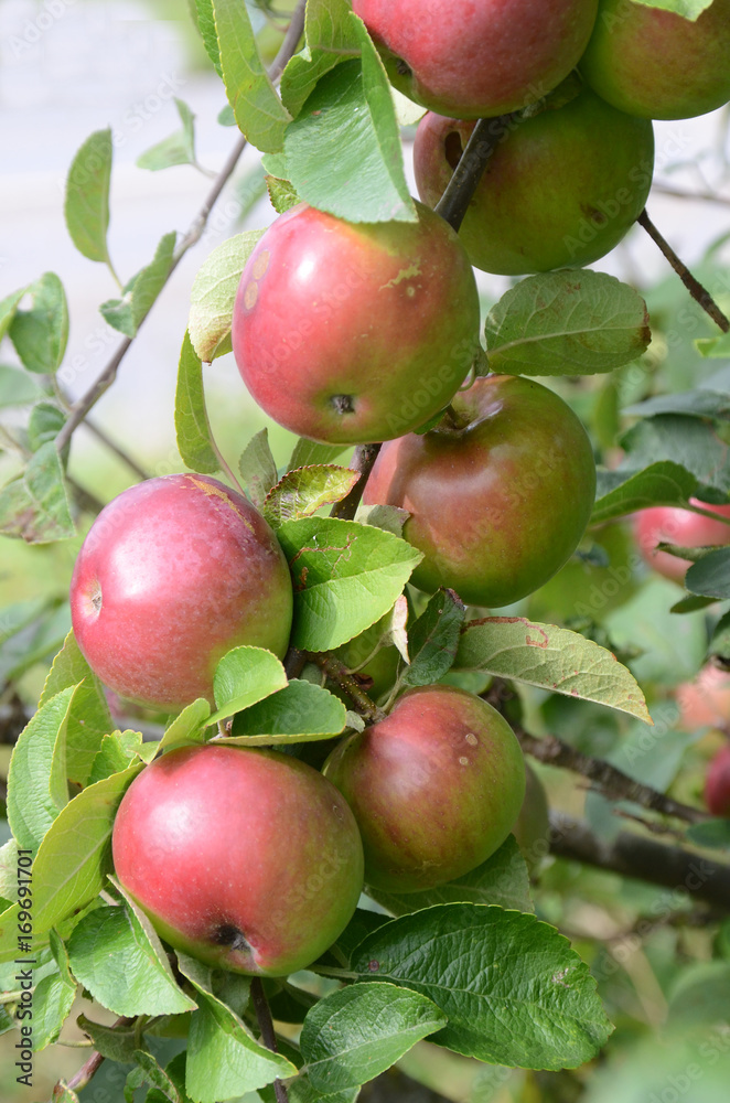 Apples on a tree. Apples on a tree.