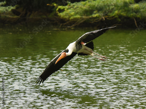 A painted stork flies over a pond at National Zoological Park, New Delhi.