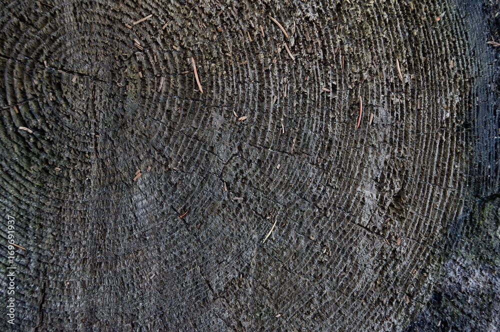 Fototapeta premium Texture of a tree trunk, close-up