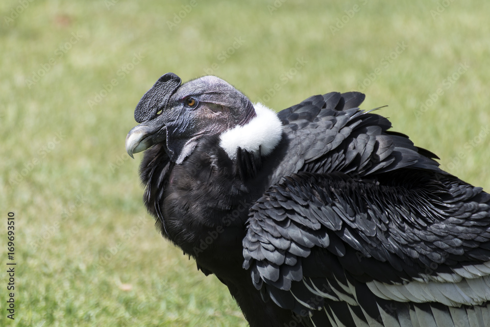 Fototapeta premium CONDOR ANDINO
