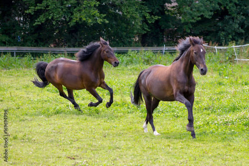 Running horses © Toni