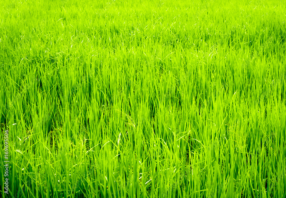 Rice field scenery in the countryside, green background Rice field scenery in the countryside, green background