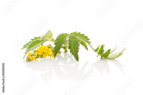Agrimonia eupatoria, common agrimony.