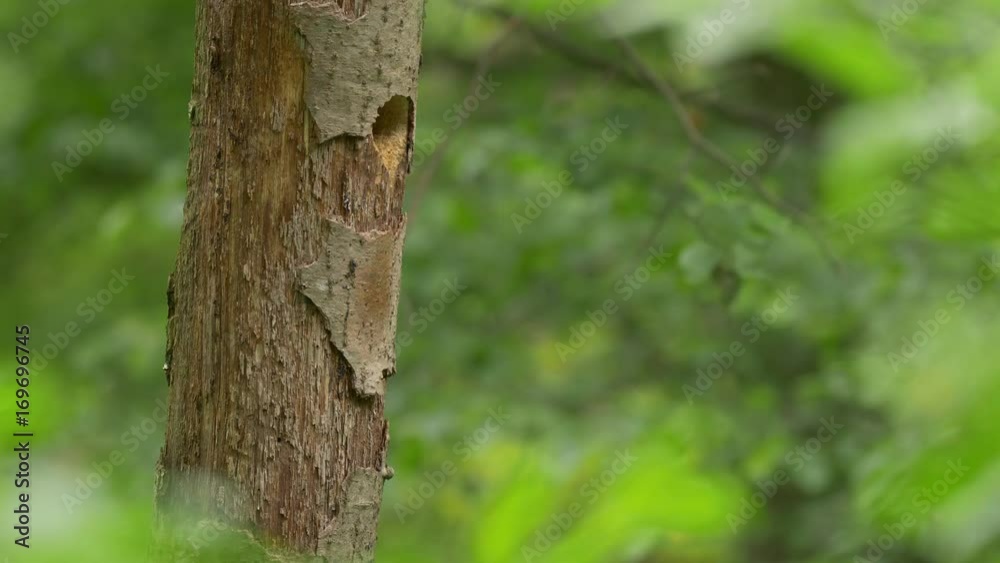Collared flycatcher (Ficedula albicollis) at the nest hole - ungraded footage Collared flycatcher (Ficedula albicollis) at the nest hole - ungraded footage