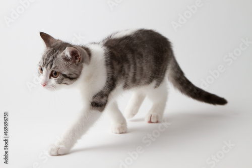 Scottish Straight kitten bi-color spotted walking against a white background