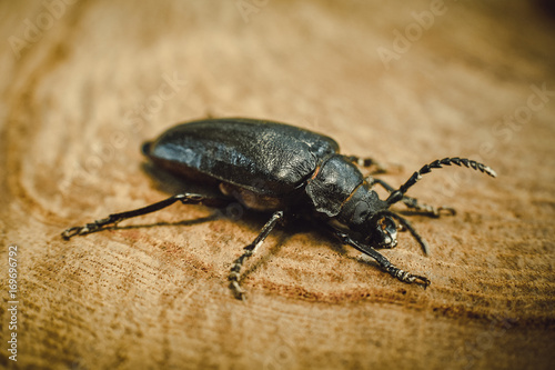 Big black beetle on wooden background (Rhinoceros bug,Rhino beetle, Hercules beetle, Horn beetle) © Aleksandr