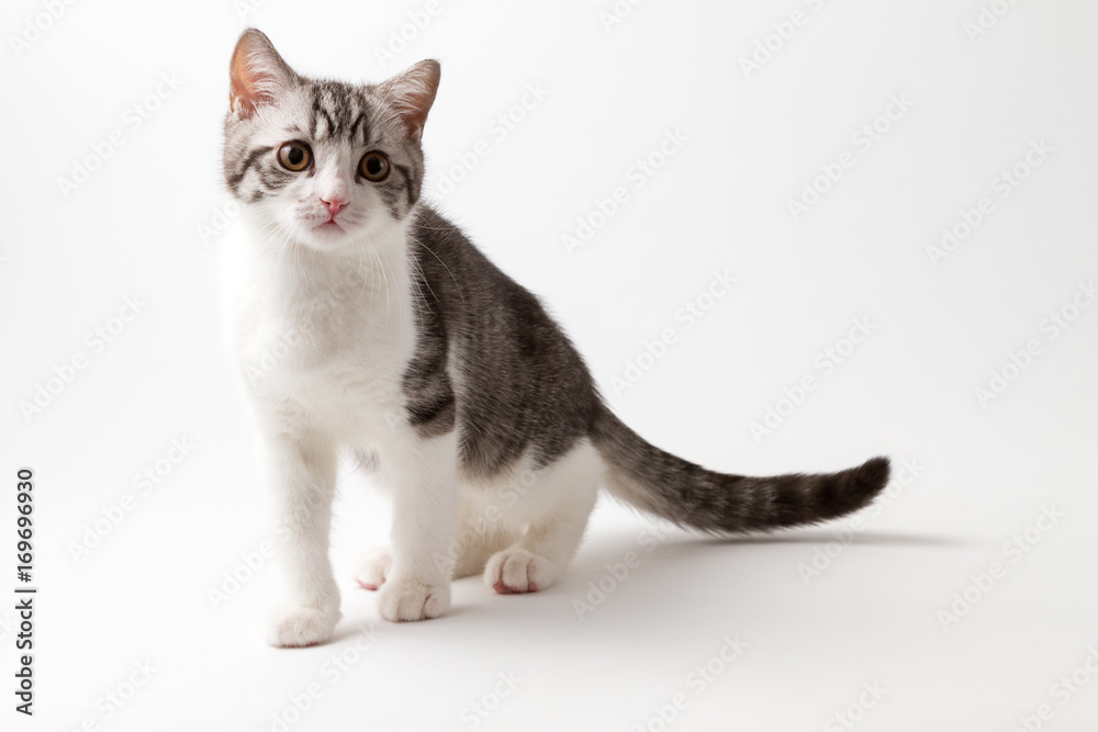 Scottish Straight kitten bi-color spotted staying four legs against a white background