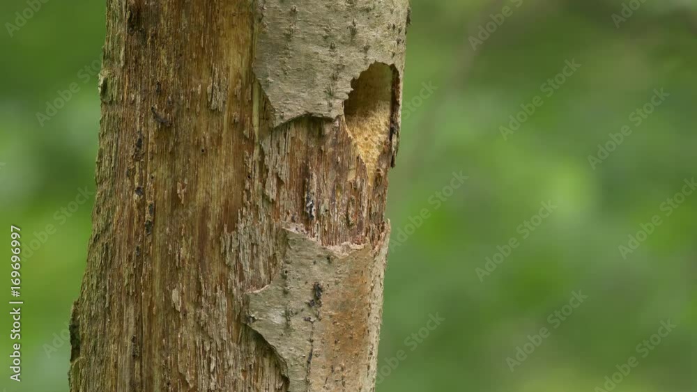 Collared flycatcher (Ficedula albicollis) at the nest hole - ungraded footage Collared flycatcher (Ficedula albicollis) at the nest hole - ungraded footage