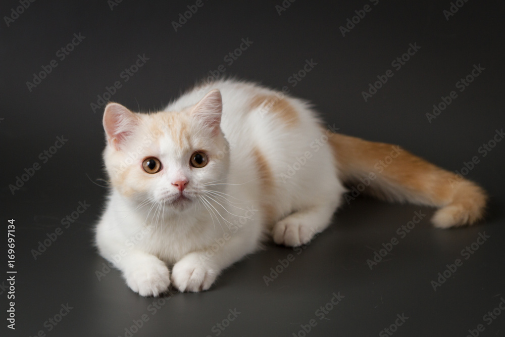 Cute red and white Scottish Straight kitten lying on the dark gray background 