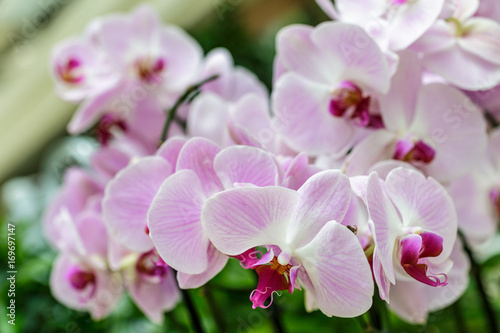 Fototapeta Naklejka Na Ścianę i Meble -  Delicate pink orchids. Selective focus