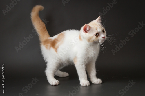 Cute red and white Scottish Straight kitten staying four legs on the dark gray background 