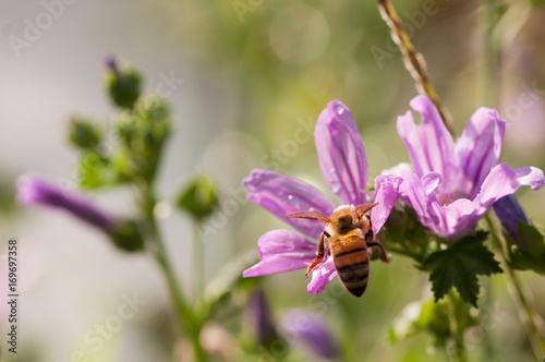 honeybees on malva flower