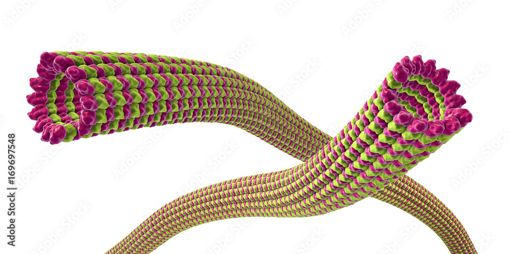 Microtubule, 3D Illustration. A Polymer Composed Of A Protein Tubulin ...