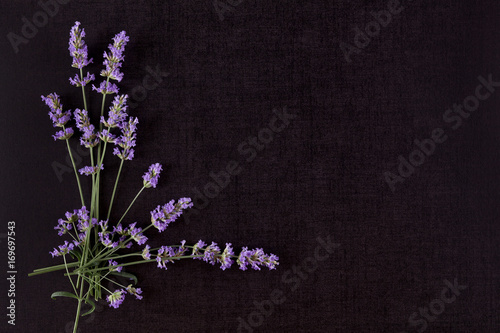 Fototapeta Naklejka Na Ścianę i Meble -  Lavender flower