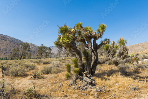 Joshua tree in the desert