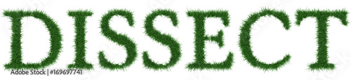 Dissect - 3D rendering fresh Grass letters isolated on whhite background.