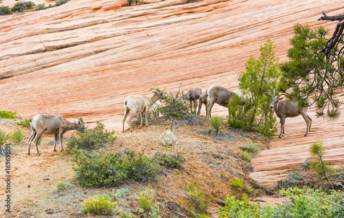 Bighorn sheep herd