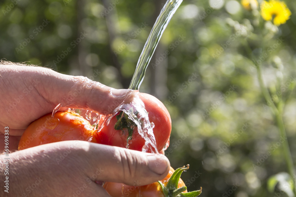 Ripe tomatoes. Male hands wash vegetables under the stream of water against the background of nature